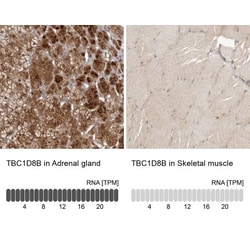 TBC1D8B Antibody, Novus Biologicals 0.1mL; Unlabeled:Antibodies, Polyclonal